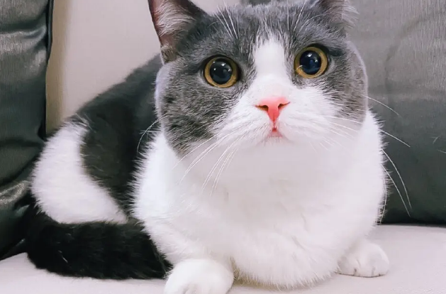坚果是什么品种的猫咪呢