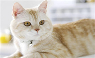 猫咪为什么在脚上打滚睡觉呢