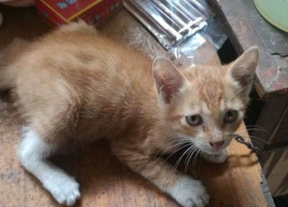 金丝猫是土猫吗 金丝猫是土猫吗