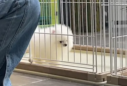 育宠匠犬舍的宠物贵吗?感兴趣的来看看吧 育宠匠犬舍的宠物贵吗?感兴趣的来看看吧