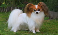 什么小型犬最聪明而且好养活