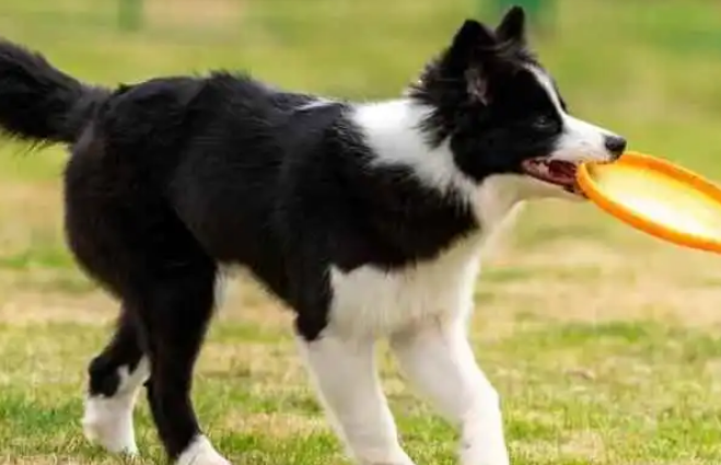 边牧是大型犬吗为什么