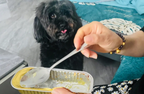 泰迪能吃榴莲吗为什么 泰迪能吃榴莲吗为什么