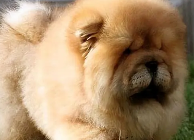 松狮犬怎么样好养吗