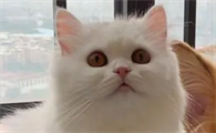 猫咪为什么变成斗鸡眼了