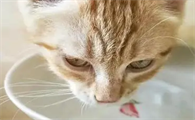 3岁母猫排尿困难怎么办呀