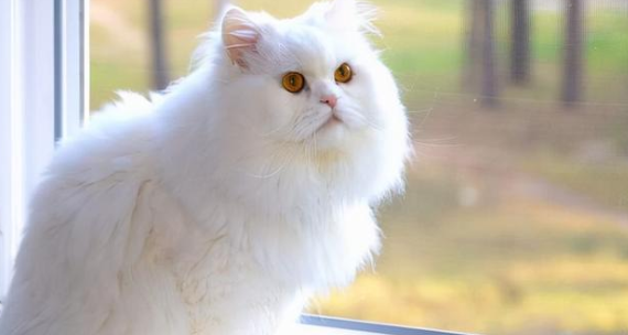 波斯猫感冒了怎么办啊 波斯猫感冒了怎么办啊