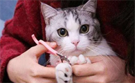 猫咪为什么要剪掉指甲呢