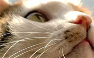 猫咪的胡须为什么会变白呢