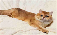 为什么猫咪老是尿在床上怎么回事