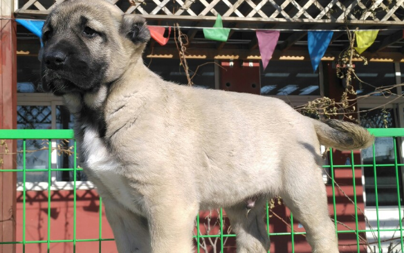 坎高犬适合家养吗? 坎高犬适合家养吗?