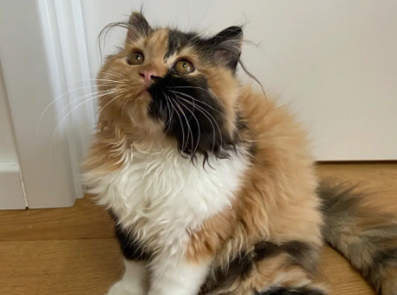 长毛三花猫什么时候爆毛