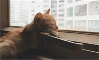 猫咪为什么醒了就去看窗外的地方