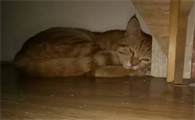 猫咪为什么在床底下趴着不动