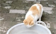 猫为什么要埋水盆里