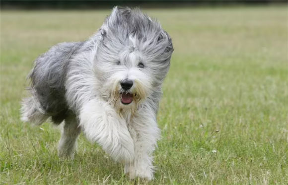 英国古代牧羊犬价格?古牧饲养注意事项有哪些? 英国古代牧羊犬价格?古牧饲养注意事项有哪些?