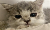 猫咪的皮肤为什么这么好呢