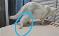 猫咪腿有点瘸了是怎么了啊