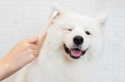 萨摩耶犬的耳朵多久清理一次比较好