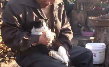 流浪猫为报恩，在危难之时拯救了男主人一命，也为自己种下了善果