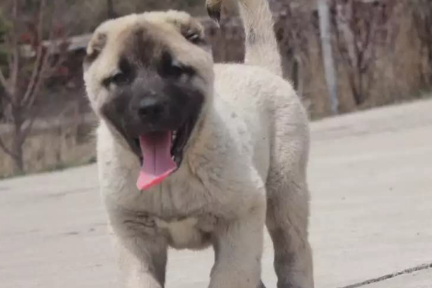 坎高犬的优点和缺点分别是什么呢？