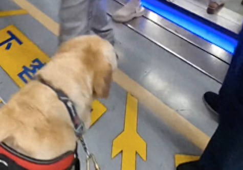 导盲犬坐南京地铁全记录，工作人员接力服务