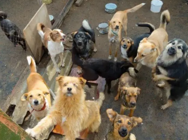 北京一员工长期喂养了两条流浪狗，公司竟要赔这么多钱？