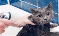 猫咪刚买回来不到一个星期能洗澡吗为什么