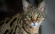 萨凡纳猫是数猫吗