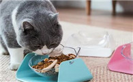不能给猫做饭碗？