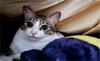 猫咪一到家到处跑是怎么回事