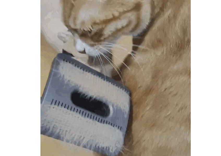 掉毛竟成遗弃猫咪一大主因?这题其实很好解…… 掉毛竟成遗弃猫咪一大主因?这题其实很好解……