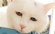 猫咪为什么迷茫呢