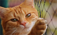 猫咪画画比较好的原因是什么