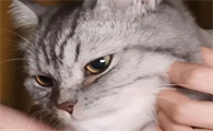 猫咪老是喜欢叫烦死了为什么呢