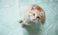 闹猫持续多久结束