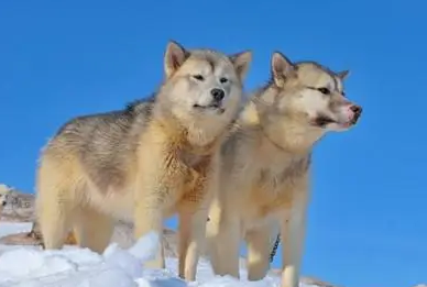格陵兰犬怎么养？宠主看过来