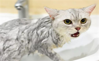 猫咪洗澡为什么不能放盐呢