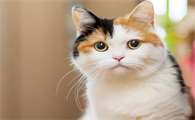 长毛的三花猫很少是真的吗