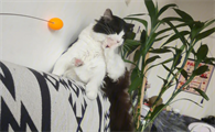 猫咪为什么吃太多食物会吐