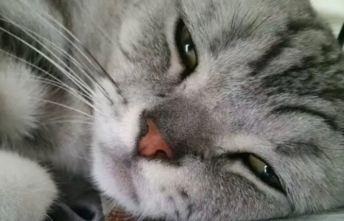 汉斯猫怎么养护?吃什么好?