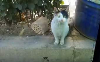 三脚猫咪为见恩人一面，日夜守在车站，终于等到了属于它的家！