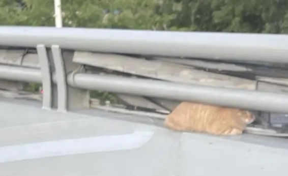 面对川流不息的车辆，被困流浪猫只能蜷缩在它认为安全的空间里
