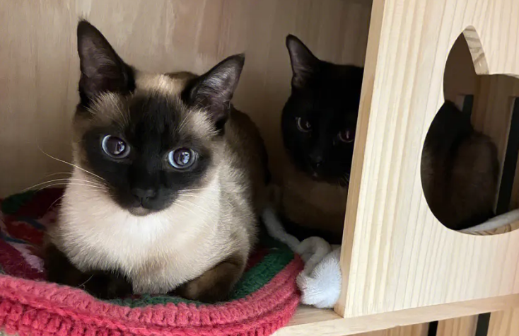 麒麟猫尾巴长什么样 麒麟猫尾巴长什么样
