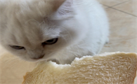 小猫能吃面包吗为什么