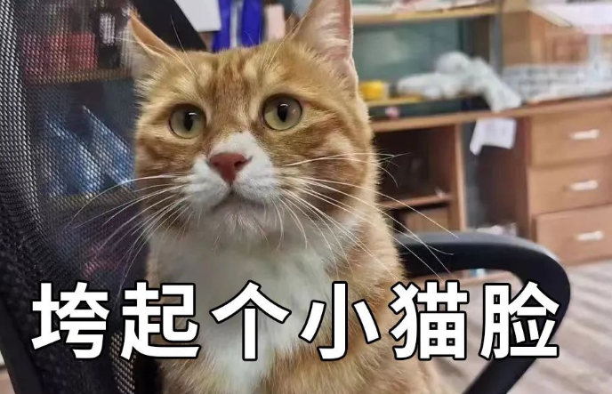 掉毛竟成遗弃猫咪一大主因?这题其实很好解…… 掉毛竟成遗弃猫咪一大主因?这题其实很好解……