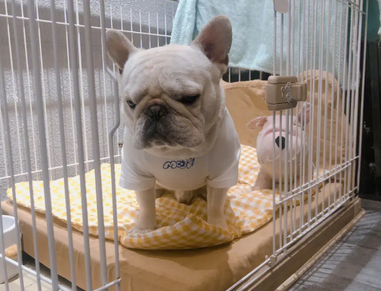 法斗犬怎么样好养吗