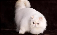 宠物猫品种有哪些种类