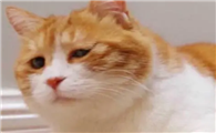 猫咪为什么无语呢