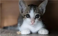 猫咪为什么会离开家门啊